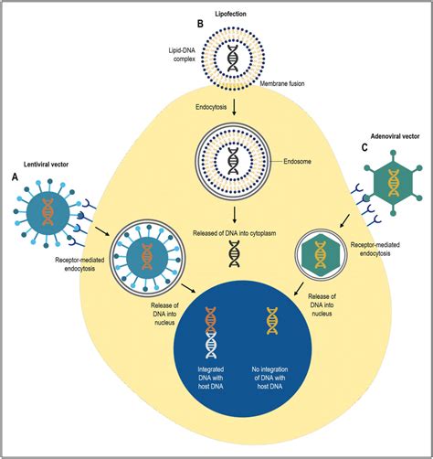 Comparison between non-viral and viral vectors gene delivery systems.... | Download Scientific ...