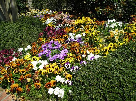 Pansies provide great color from now until spring. | Plant species, Pansies, Outdoor decor