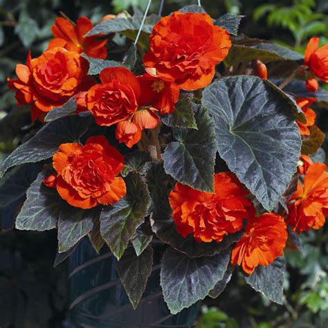 Begonia Seeds - 14 Begonias - Annual Flower Seeds