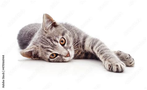 Cat lying on his side. Stock Photo | Adobe Stock