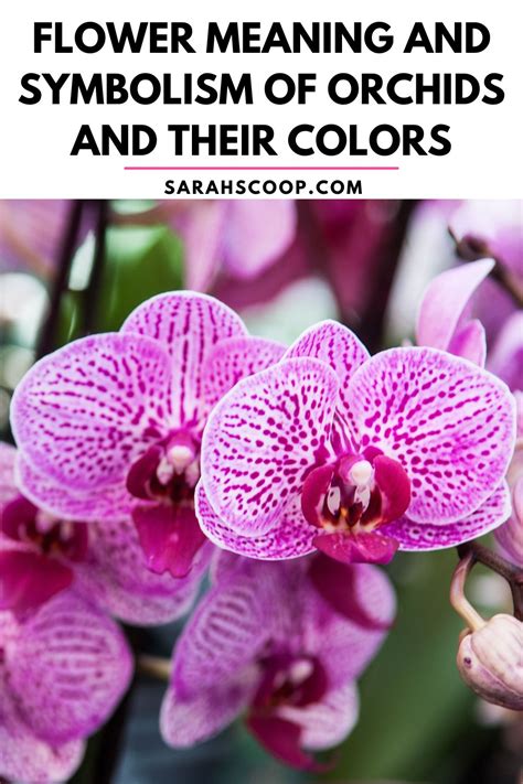 Flower Meaning and Symbolism of Orchids and Their Colors