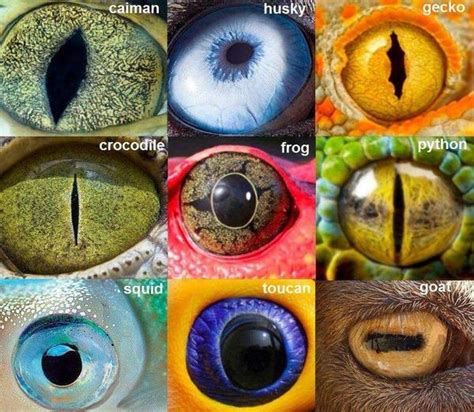 Top 143 + Which animal has beautiful eyes - Lifewithvernonhoward.com