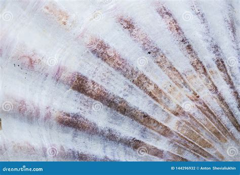 Background Of Seashell Close-up Macro. Mollusk Seashell Texture Stock Photo - Image of ...