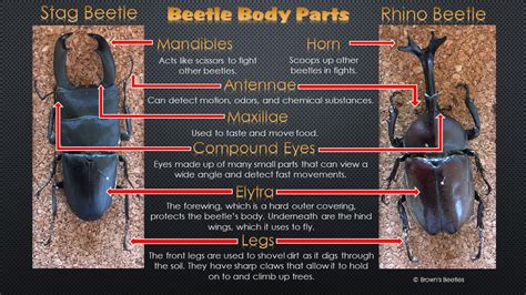 Beetle Basics - Brown's Beetles