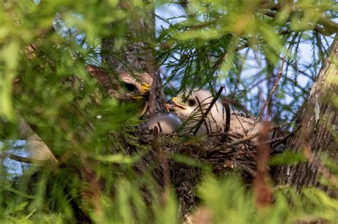 Red shouldered hawk nest. : r/pics