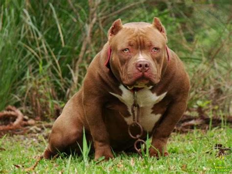 American Bully Breeds 101 - Temperament ⋆ Pictures ⋆ Guide