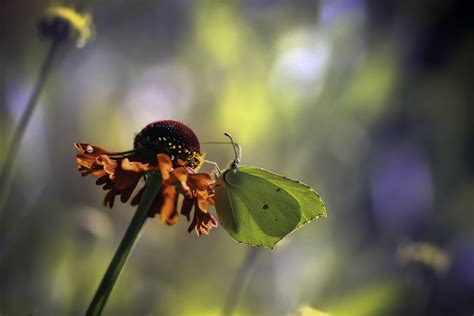 Common Brimstone Butterfly Insect - Free photo on Pixabay - Pixabay