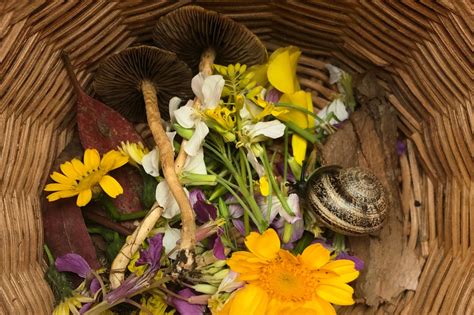 How to Make a Snail Habitat - Woodlark Blog