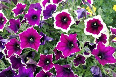 8 Gorgeous Petunia Varieties For All Color Schemes And Occasions