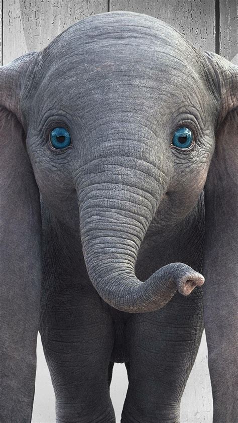 Elephant close up | Elephant wallpaper, Elephant, Elephant face