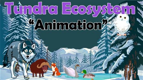 TUNDRA ECOSYSTEM | Biology Animation - YouTube