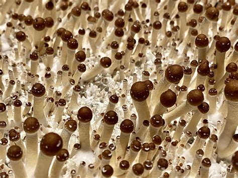 Harvesting Guide: Fruiting And Harvesting Magic Mushrooms