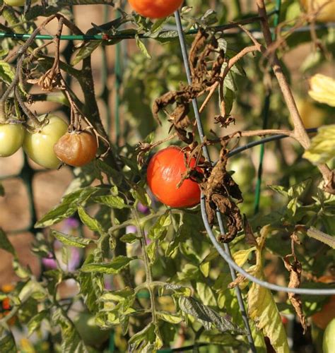 Tomato Late Blight – West Coast Seeds