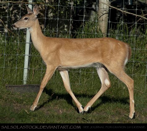 Whitetail Doe 6 by SalsolaStock on DeviantArt