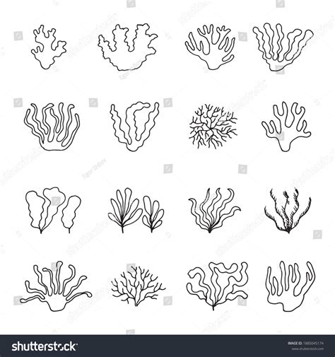 Seaweed Green Linear Drawing Sketch Set Stock Vector (Royalty Free ...