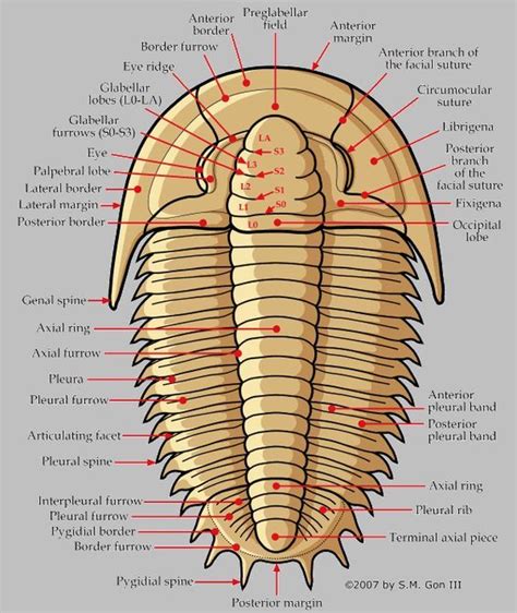 An in-depth look at trilobite morphology | Trilobite fossil, Fossils, Geology