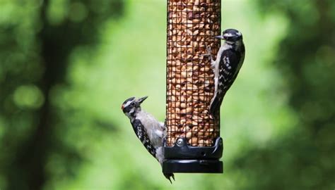 Peanut Feeders - Wild Birds Unlimited | Wild Birds Unlimited