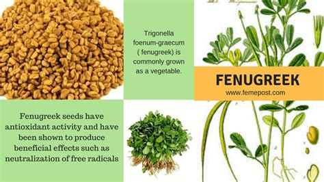 Fenugreek: Health Benefits, Uses, Side Effects And More, 42% OFF