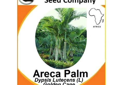 Areca Palm Seeds - Simply African Seed Company