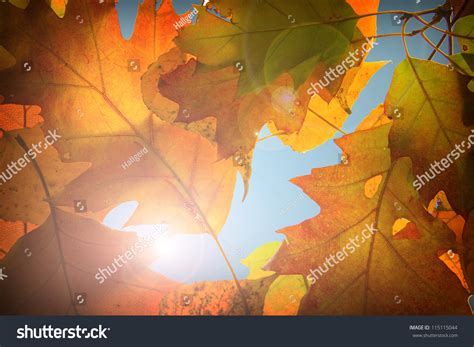 Background Made Of Autumn Brown And Orange Leaves Stock Photo 115115044 : Shutterstock