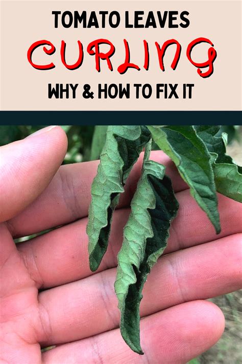 Tomato Leaf Curl - How to Prevent It! | Vegetable garden tips, Potted ...