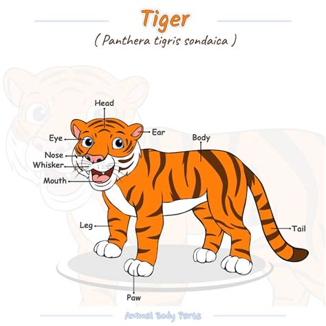 Premium Vector | Parts of a tiger cartoon