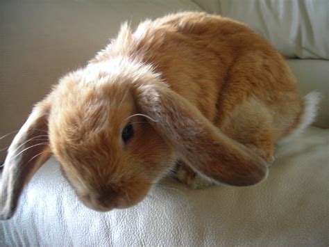 Fichier:Holland lop bunny.JPG — Wikipédia