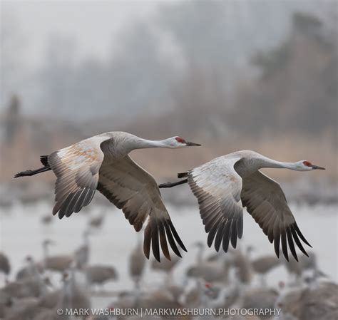 One of the challenges with the Sandhill cranes on the Platte river is that some of them…well ...