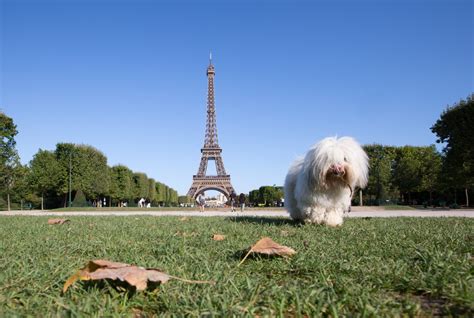 Best Dog Friendly destinations in Europe - Europe's Best Destinations