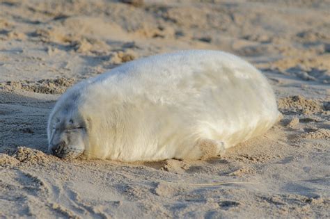 Sleeping Grey Seal Pup | A white fluffy seal pup sleeping co… | Flickr