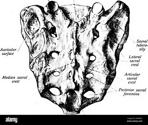 Posterior sacral foramina Black and White Stock Photos & Images - Alamy