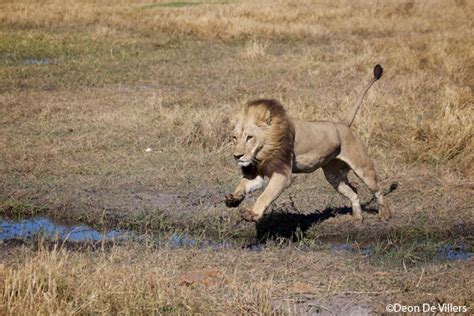 Picture of the day: the maned lioness