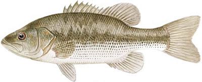 Fish Identification: Spotted Bass (Micropterus punctulatus)