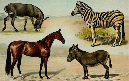 Genus Equus Taxonomy, Members & Characteristics | Study.com