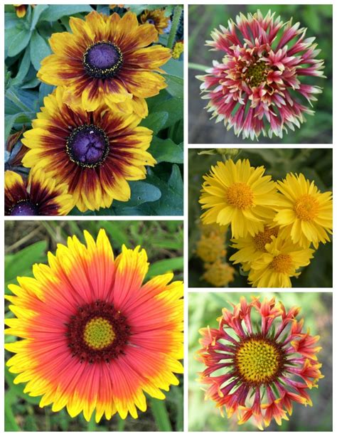 Growing Gaillardia - Blanket Flower Perennial Care Tips - The Gardening Cook