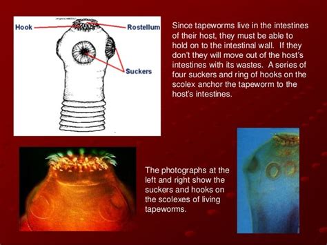 Class Cestoda Notes