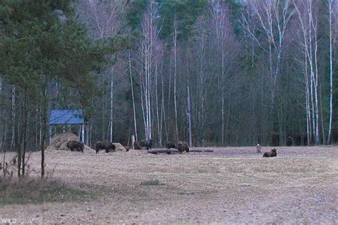 Bison Safari in the Białowieża Forest, Feb 2020 – Wild Poland