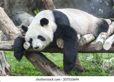 Giant Panda Bear Sleeping Stock Photo (Edit Now) 207510694