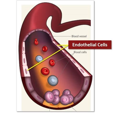 96 Well Endothelial Cells for High Content Screening | HCS & HTS | Drug Discovery | Cell ...