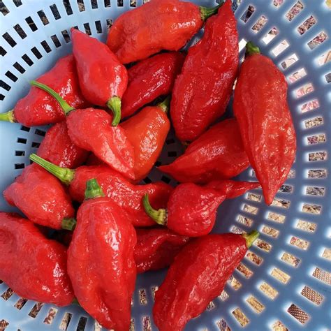 Bhut Jolokia Seeds - Online India Mountain Top Seed Bank