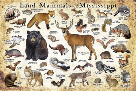 About Mammals Pictures