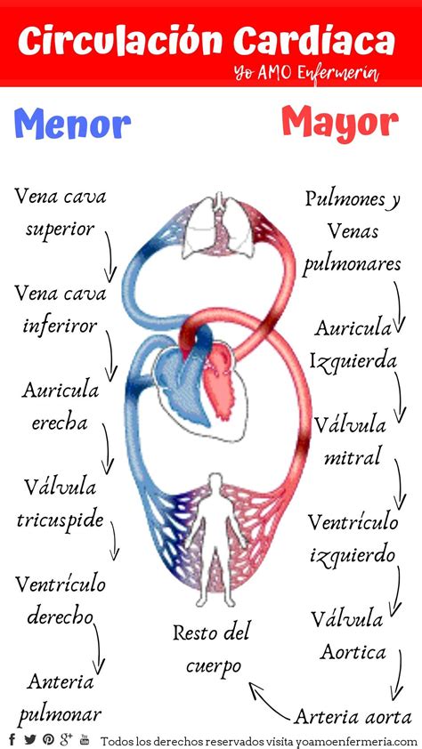 Circulación Cardíaca | Anatomía médica, Anatomia cardiaca, Notas de ...