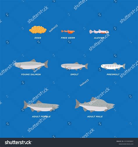 Pink Salmon Life Cycle Vector Illustration Stock Vector (Royalty Free) 2133839067 | Shutterstock