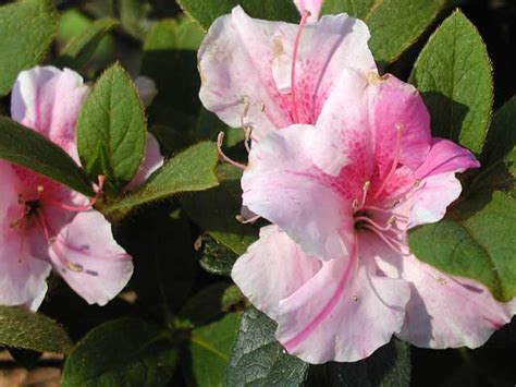 Reblooming Azalea | One of the reblooming azaleas going at i… | Flickr