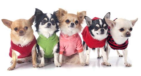 Chihuahua Clothes - The Best Coats And Outfits For Chihuahua Dogs