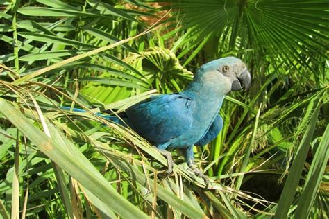 The Blue Macaw Parrot Which Appeared In Movie 'Rio' Is Now Extinct - Small Joys