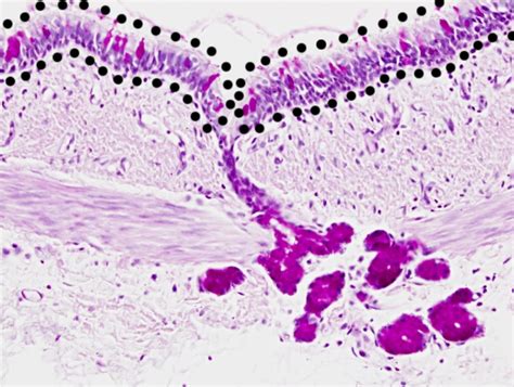 Exocrine Gland