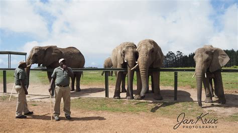 Knysna Elephant Park | The Knysna Elephant Park (est. 1994) … | Flickr