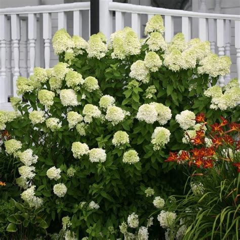 Growing Zones Guide: Zone 4 | Limelight hydrangea, Hydrangea shrub, Panicle hydrangea