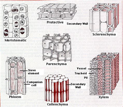 Labeled Diagram Of Leaf Tissue